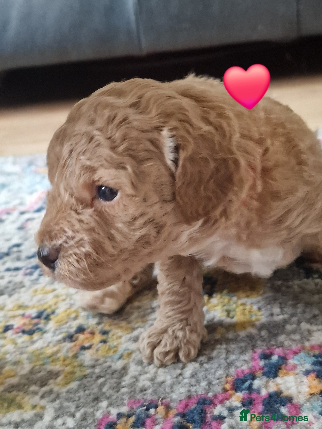 Cavapoochon dogs for sale: F1b Cavapoochon Puppies – 3 Boys Ready to Reserve - Image 2