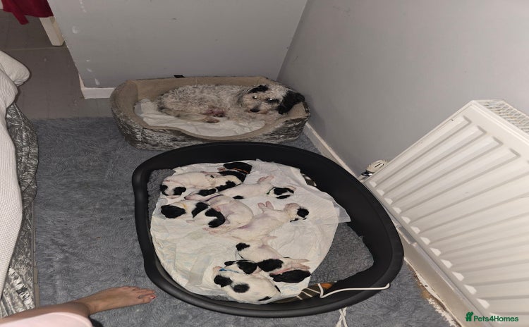 Mixed Breed dogs Schnockerpoo Puppies - Advert 4