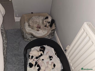 Mixed Breed dogs Schnockerpoo Puppies - Advert 2