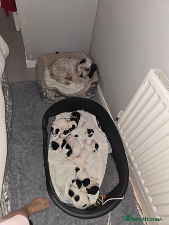 Mixed Breed dogs Schnockerpoo Puppies - Advert 4