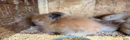 Angora rabbits for sale: Angora - Advert 11