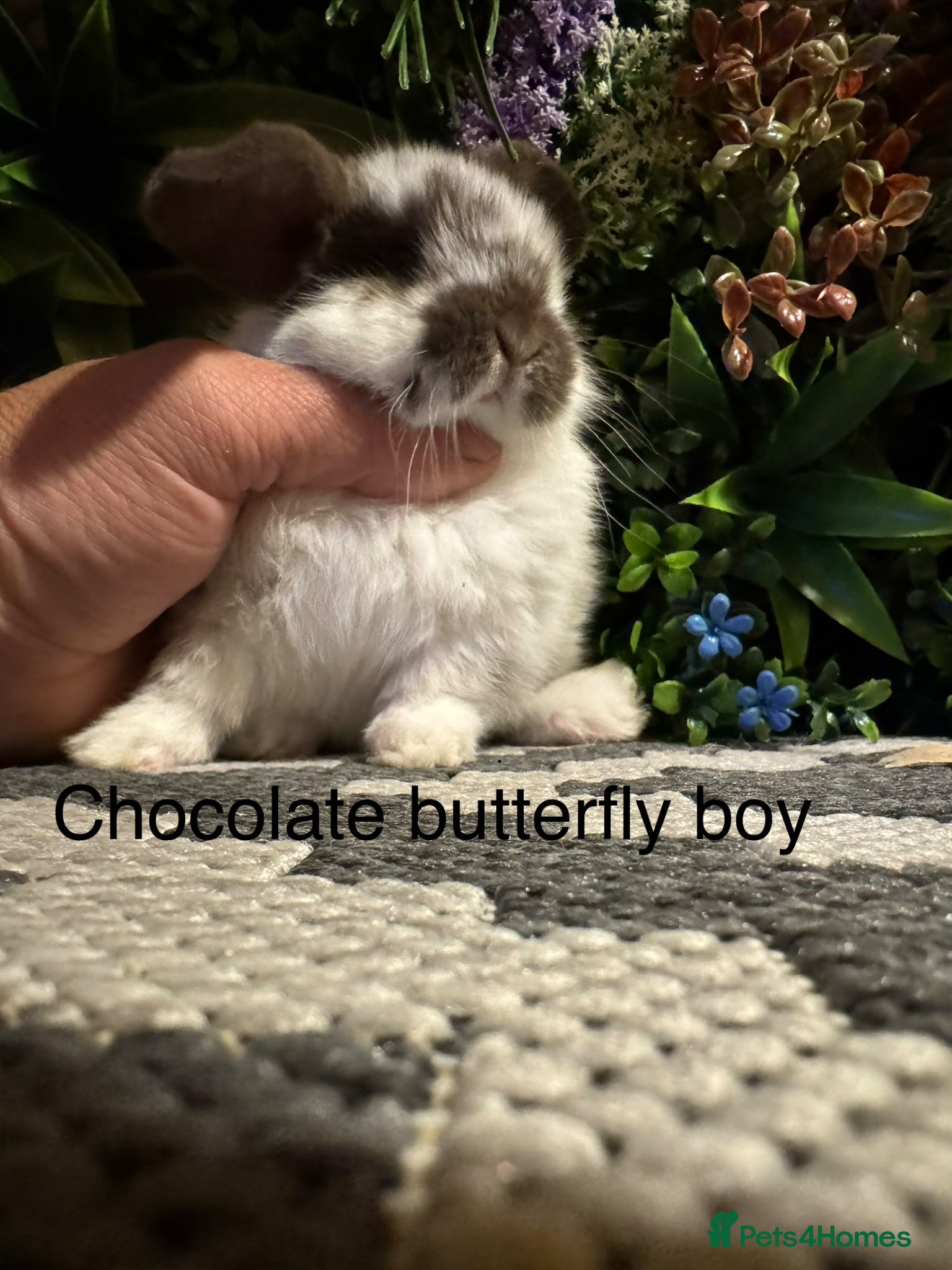 Mini Lop rabbits Mini lops ready to reserve   - Advert 2