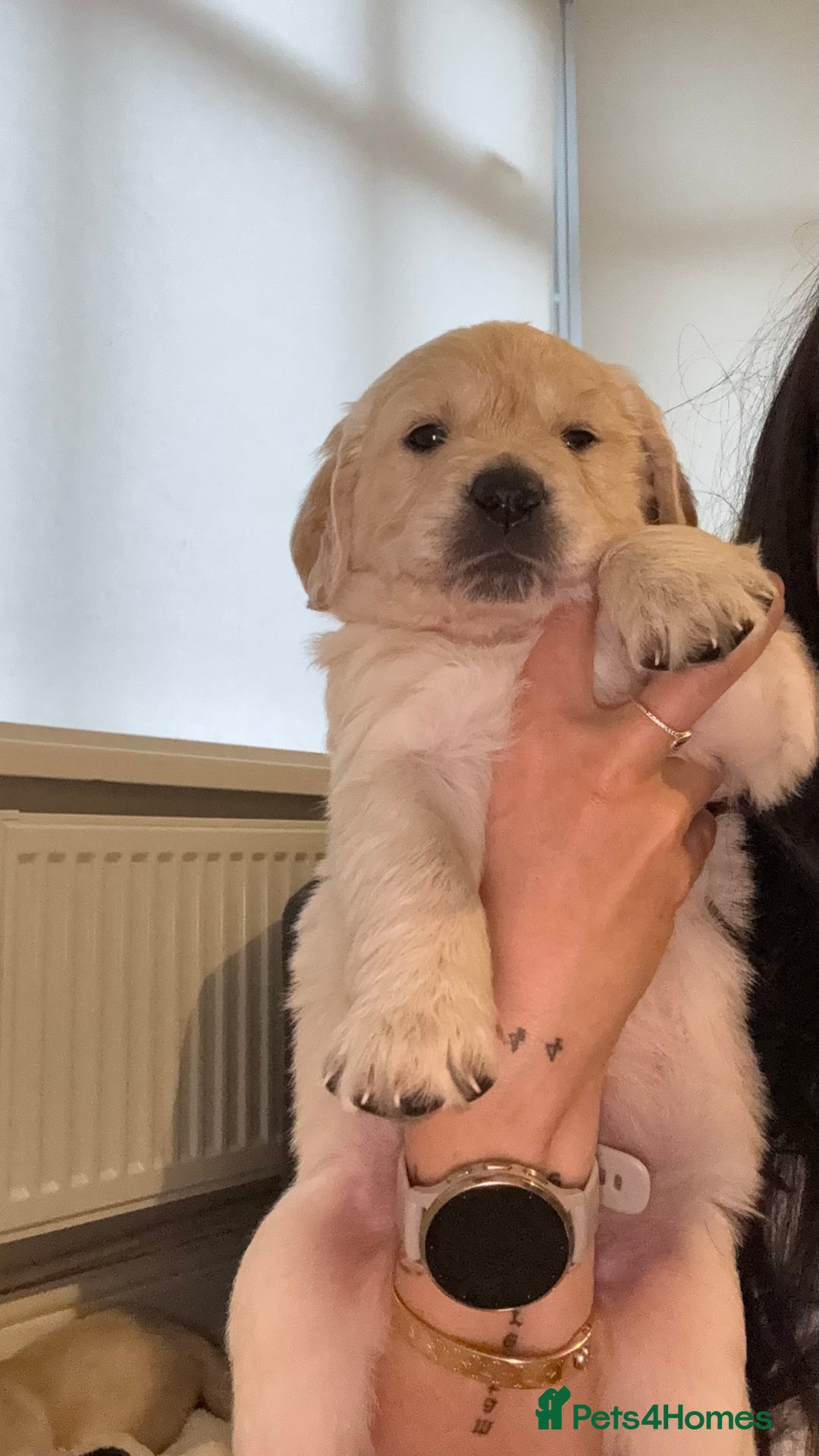 Golden Retriever dogs for sale: Lovely golden retriever puppies 🐶🐾♥️ - Advert 3