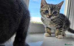 Mixed Breed cats for sale: 8 week kittens - Image 21