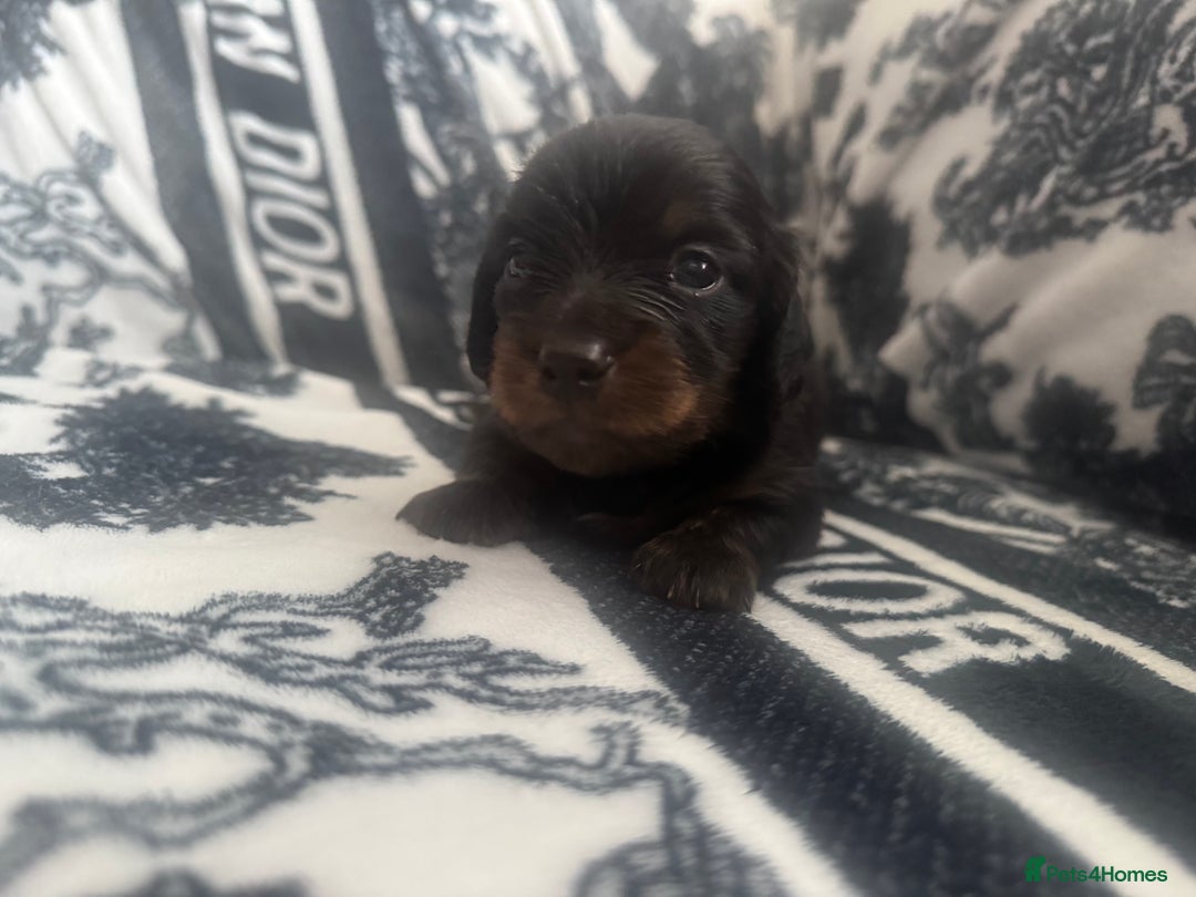 Miniature Dachshund dogs for sale: 3 Beautiful miniature longhair dachshund puppies - Image 8
