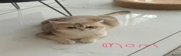 British Shorthair cats for sale: Cuteness overload♥️ British shorthair/chinchillas  - Advert 5