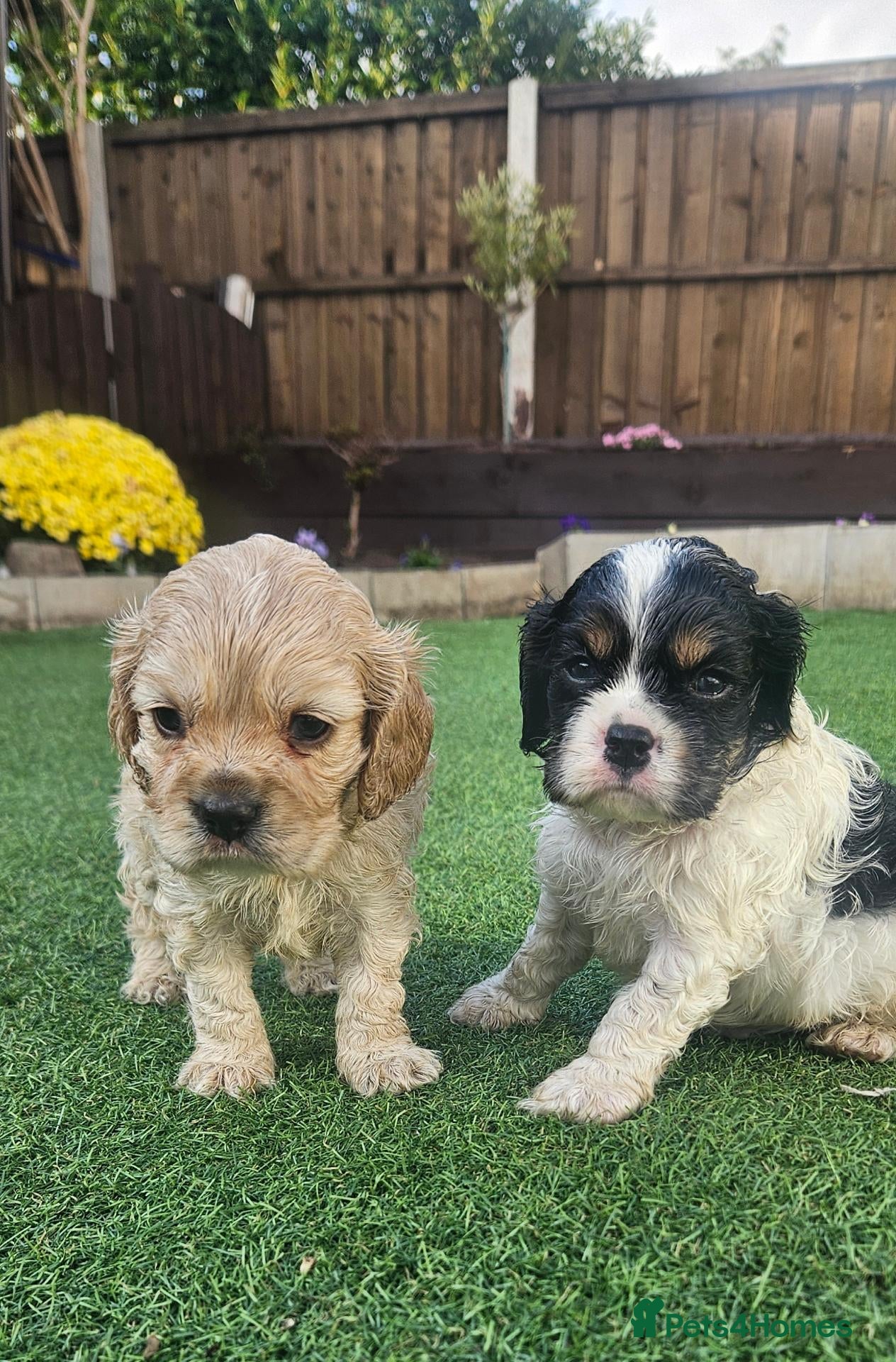 Cockapoo dogs extensively DNA tested American cockerpoo  - Advert 10