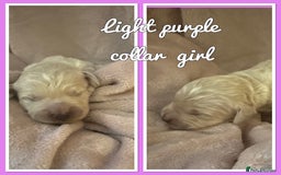 Mini Goldendoodle dogs for sale: Stunning F1 Mini Goldendoodles  - Image 4