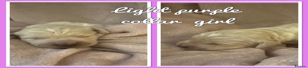Mini Goldendoodle Puppy 3
