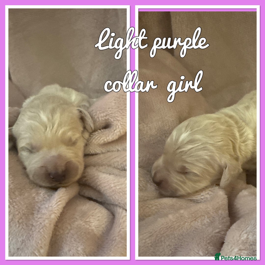 Mini Goldendoodle dogs for sale: Stunning F1 Mini Goldendoodles  - Image 4