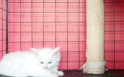 Maine Coon cats for sale: Maine Coon kittens in Manchester  - Image 28