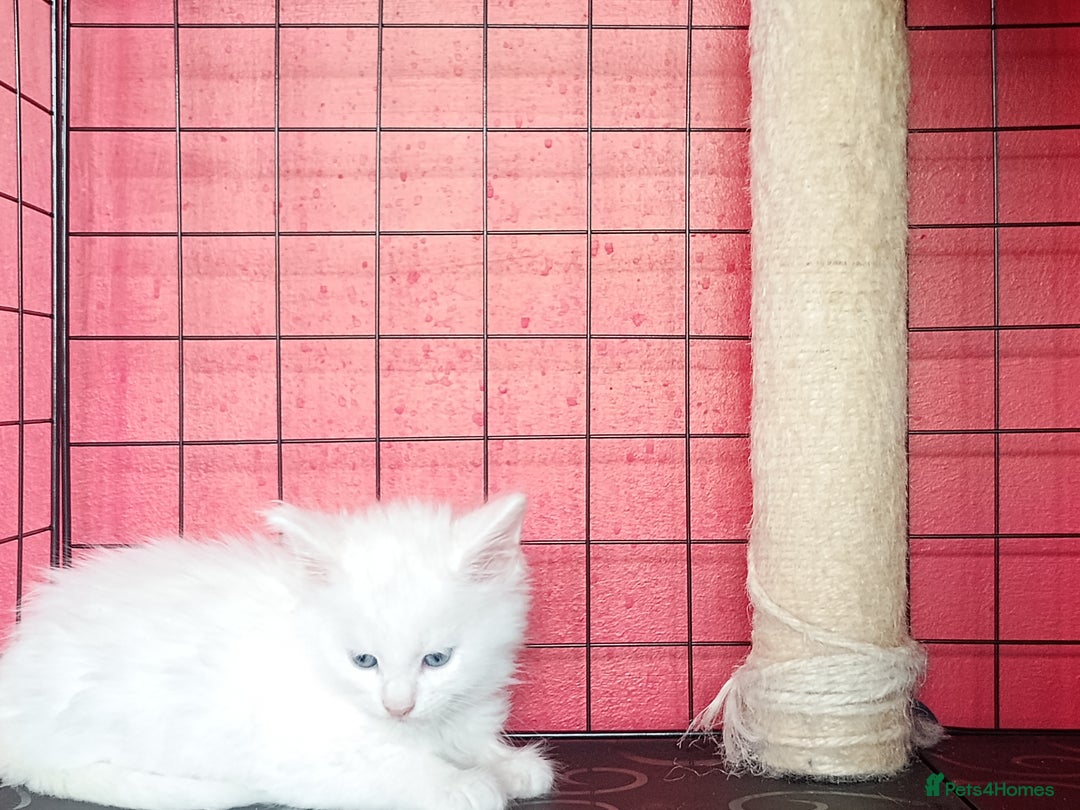 Maine Coon cats for sale: Maine Coon kittens in Manchester  - Image 28