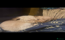 Standard Poodle dogs for sale: Beautiful Standard poodles  - Image 4