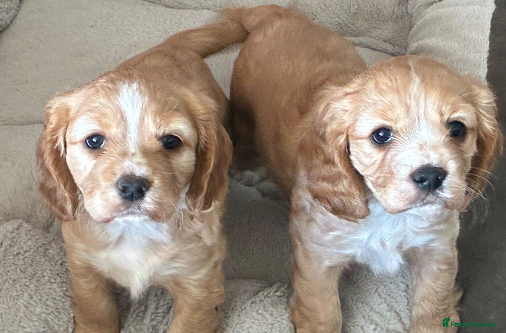 Mixed Breed dogs Cockapoo x cavalier King Charles spaniel.  - Advert 4