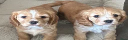Mixed Breed dogs for sale: Cockapoo x cavalier King Charles spaniel.  in Dunfermline - Advert 1
