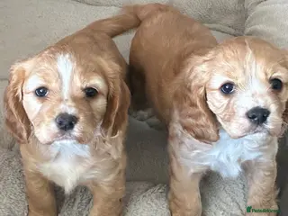 Mixed Breed dogs Cockapoo x cavalier King Charles spaniel. - Advert 16