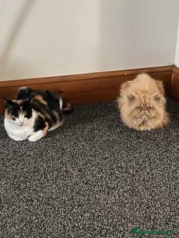 Persian cats - Advert 1