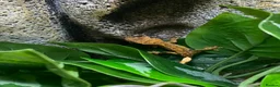 Gecko reptiles for sale: Young Crested Gecko plus Vivarium - Advert 4