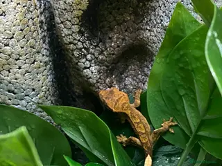 Gecko reptiles Young Crested Gecko plus tank & accessories - Advert 8
