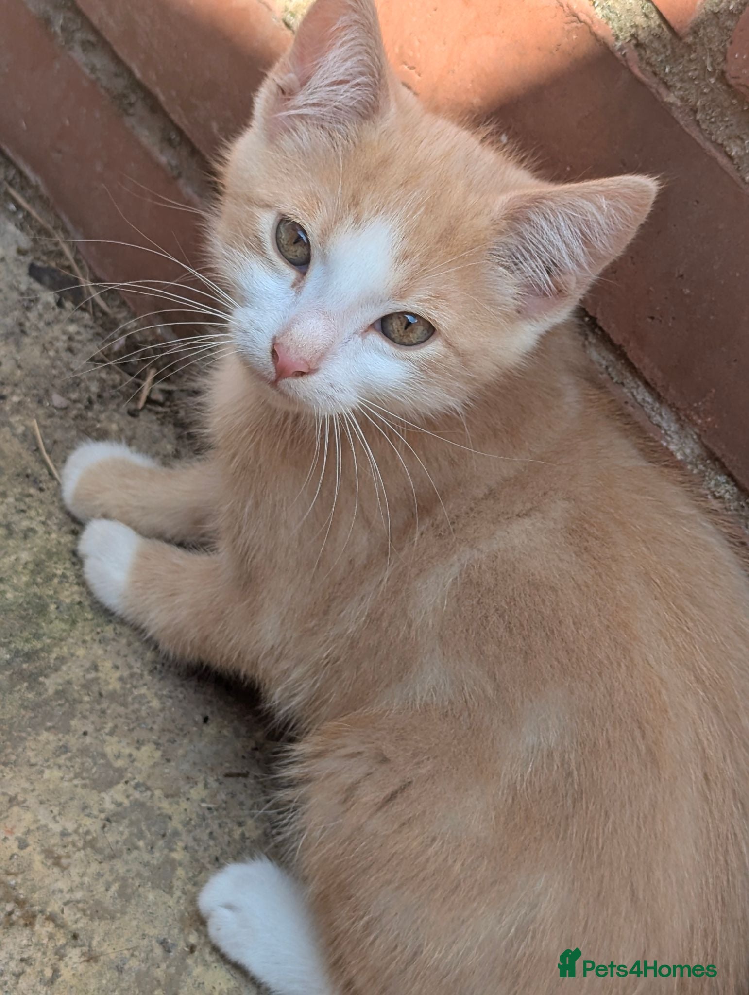 Mixed Breed cats Three male kittens - Advert 5