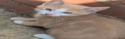 Mixed Breed cats for sale: Three male kittens - Advert 1
