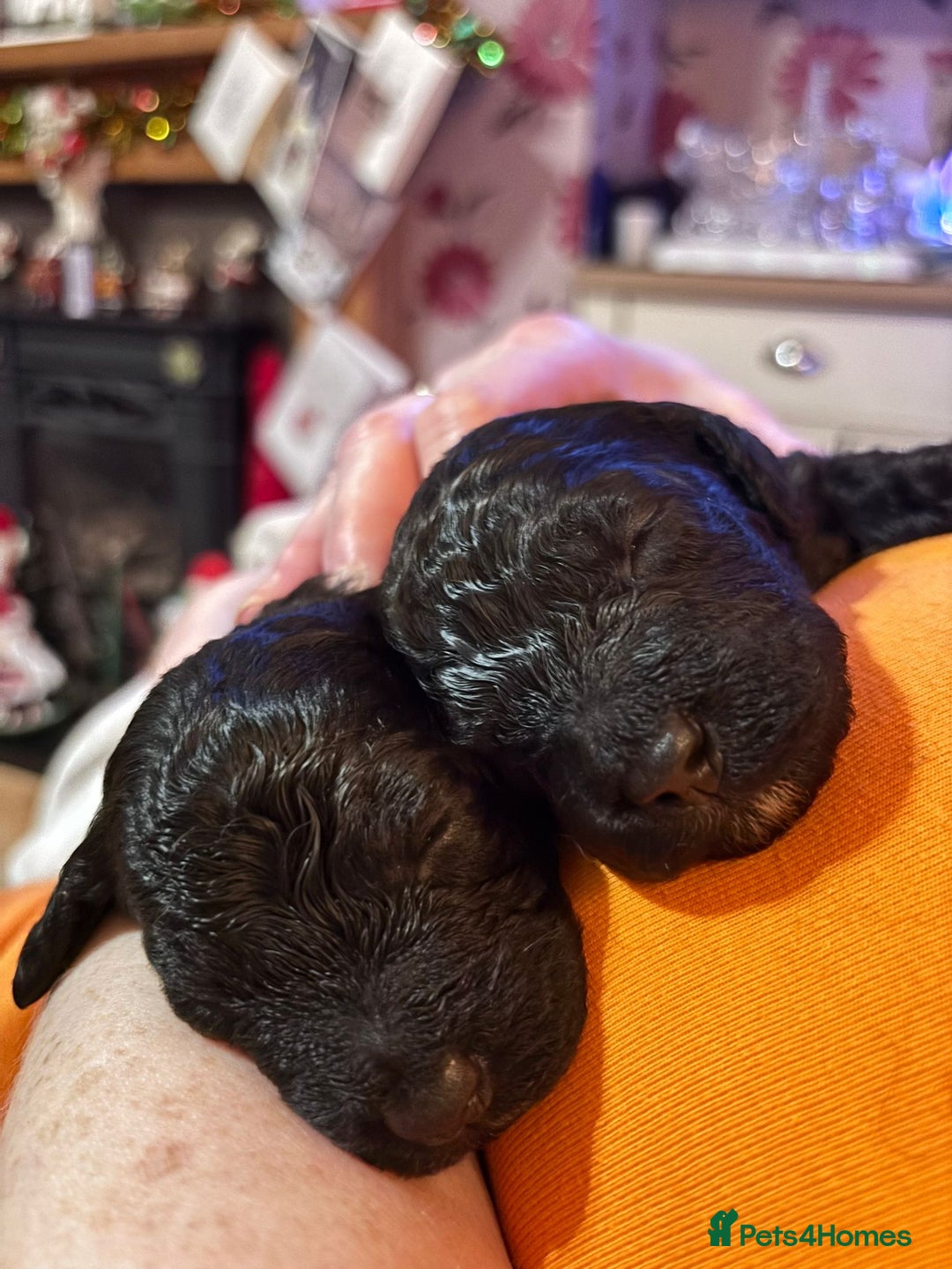 Cockapoo dogs for sale: Cockapoo puppies. - Advert 26