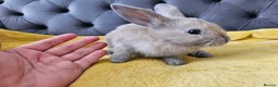 Mixed Breed rabbits for sale: Baby bunny's  - Advert 13