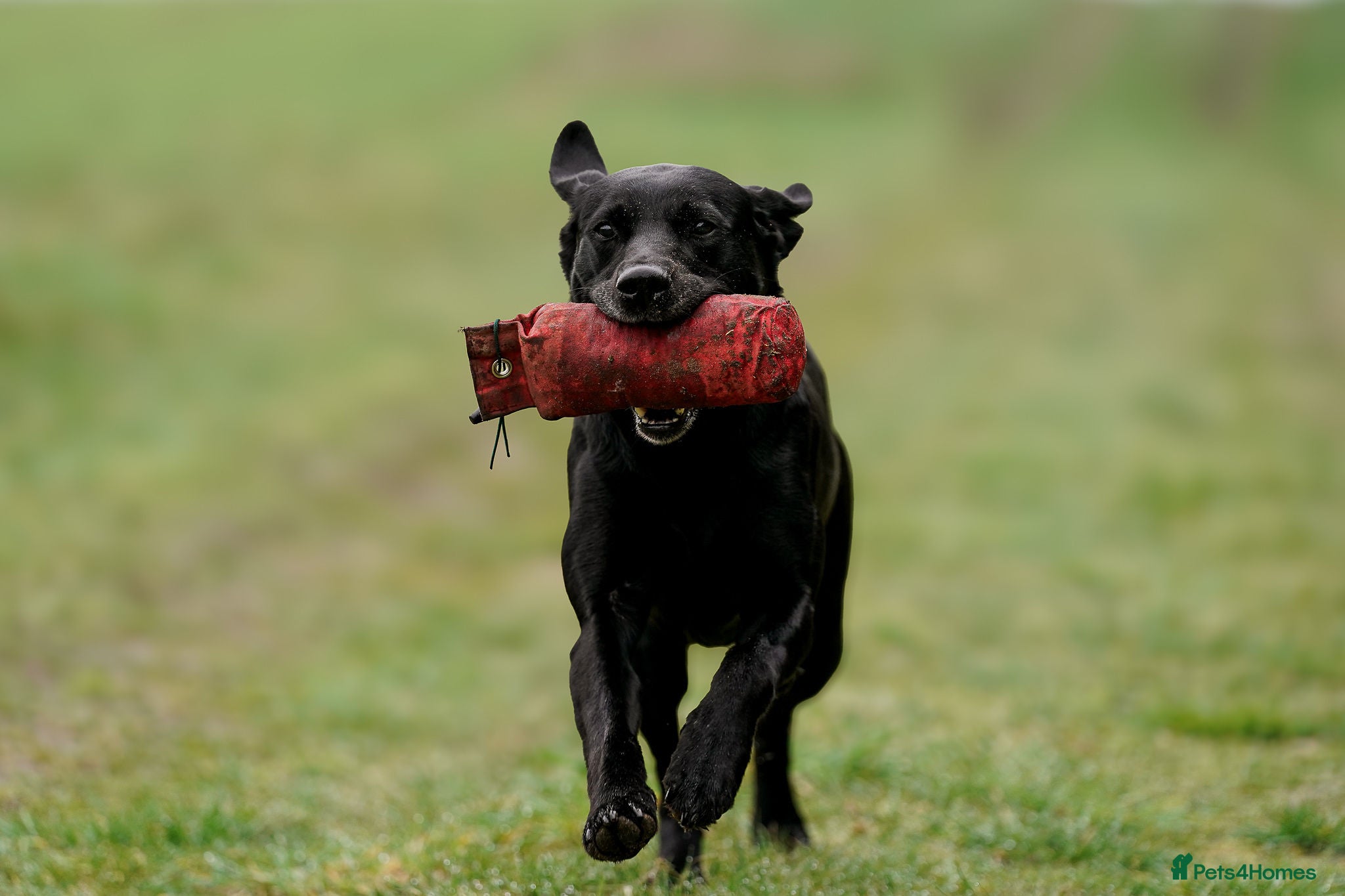Labrador Retriever dogs Field trial and working lines labrador puppies - Advert 1