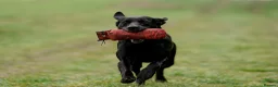 Labrador Retriever dogs for sale: READY TO LEAVE! 1 Black bitch 1 yellow dog left - Advert 5