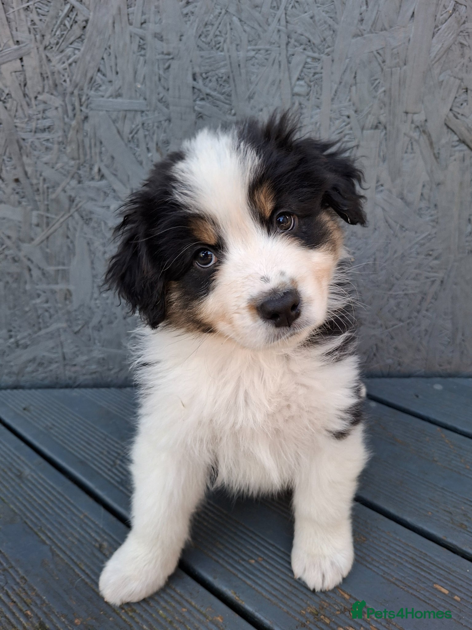 Australian Shepherd dogs ​🐾 Beautiful Australian Shepherd Puppies 🐾 - Advert 1