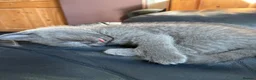 British Shorthair cats for sale: Ready now. 3 beautiful, well raised Blue BSH.  - Advert 7