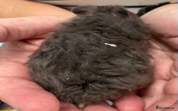 Hamster rodents for sale: Baby Syrian hamsters from show stock  - Image 31