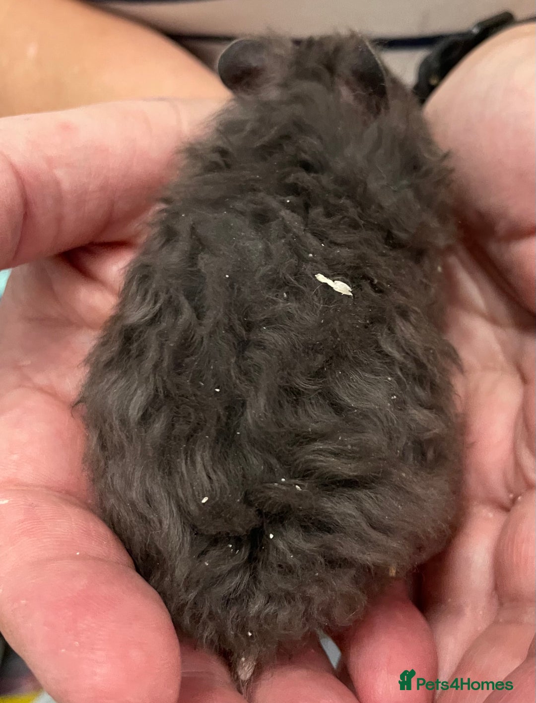 Hamster rodents for sale: Baby Syrian hamsters from show stock  - Image 31