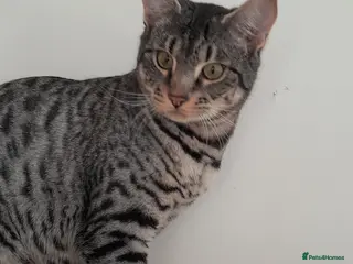 Savannah cats Pedigree F5 TICA Reg Savannah Girl Kitten - Advert 5