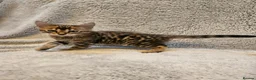 Bengal cats for sale: Exceptional rare cashmere bengal boys - Advert 3