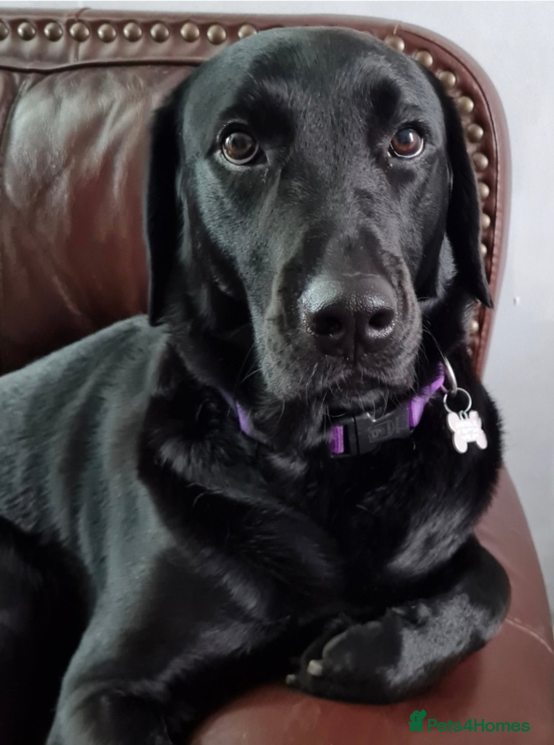 Goldador dogs for sale: Upcoming litter of beautiful F1B Goldadors - Image 4