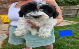 Jackapoo dogs for sale: Jackapoo puppies x7 - Image 6