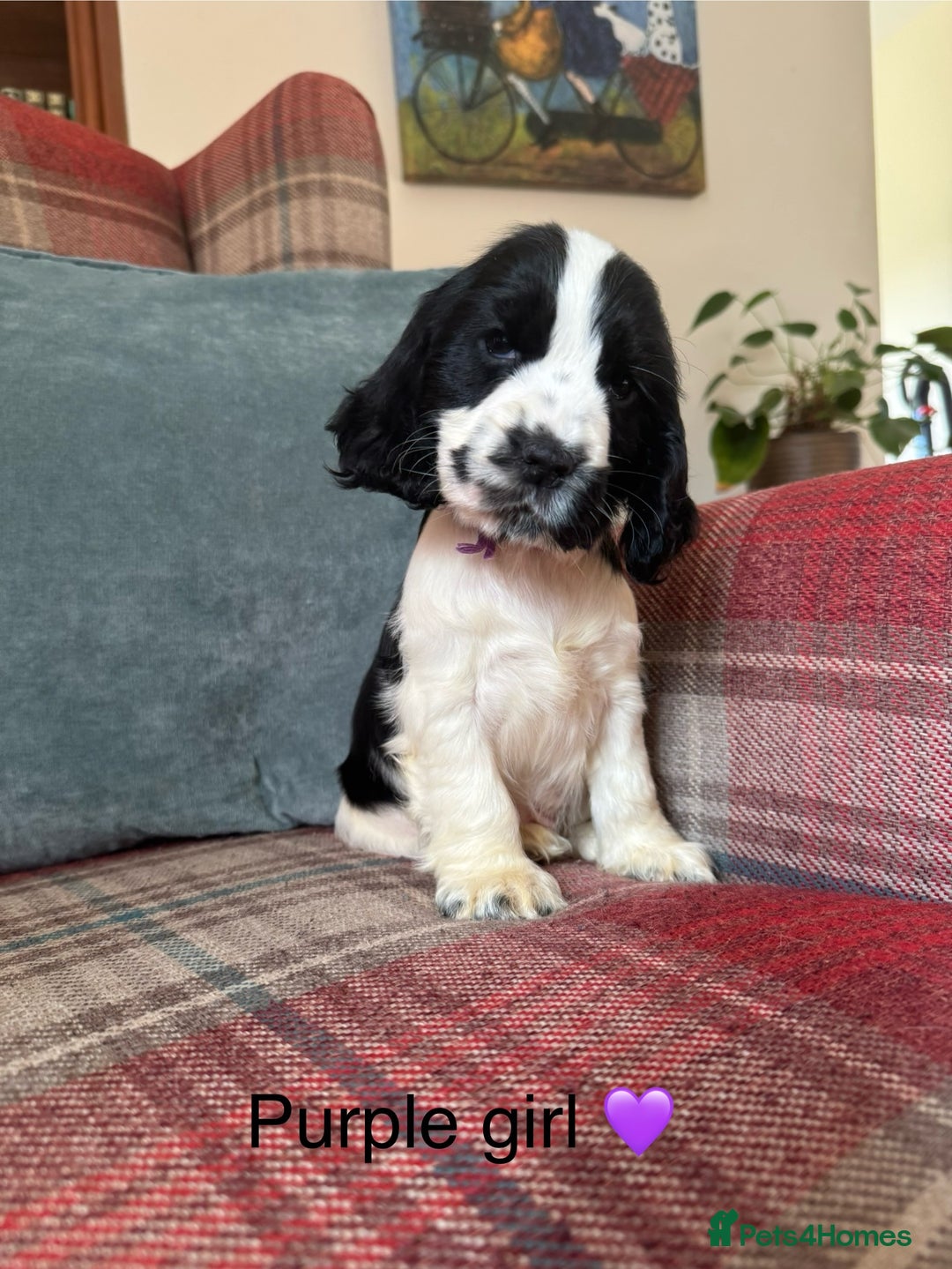 Cocker Spaniel dogs for sale: KC registered, health tested, show type puppies  - Image 4