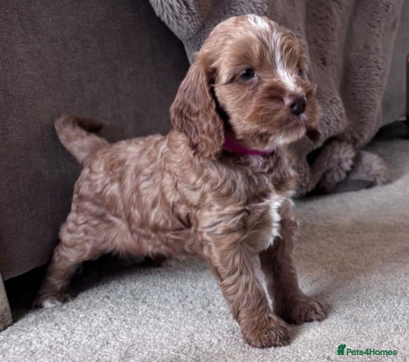 Cockapoo dogs Beautiful fox red Cockapoo puppies - Advert 2