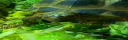 Tortoise reptiles for sale: 2 male 10 year old tortoises for sale  - Advert 3