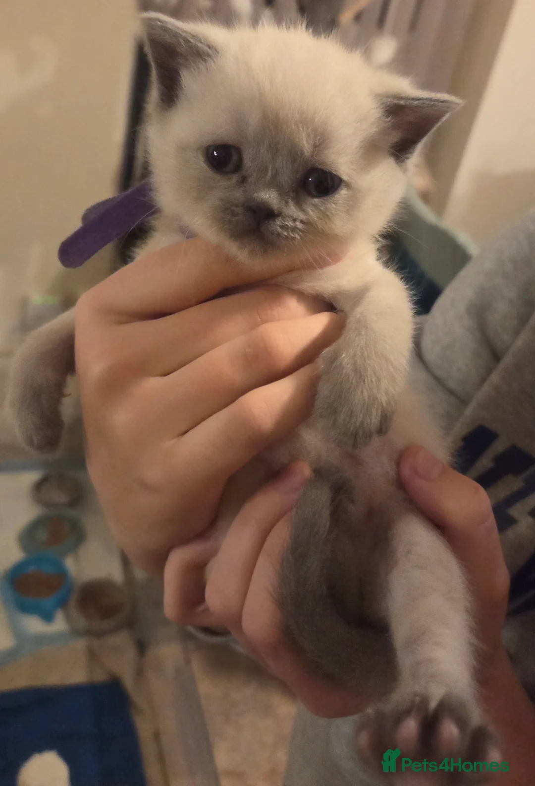 British Shorthair cats for sale: Colour point British short haired   in Derby - Advert 7