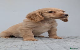Cocker Spaniel dogs for sale: Cracking Cocker Pups - Image 14