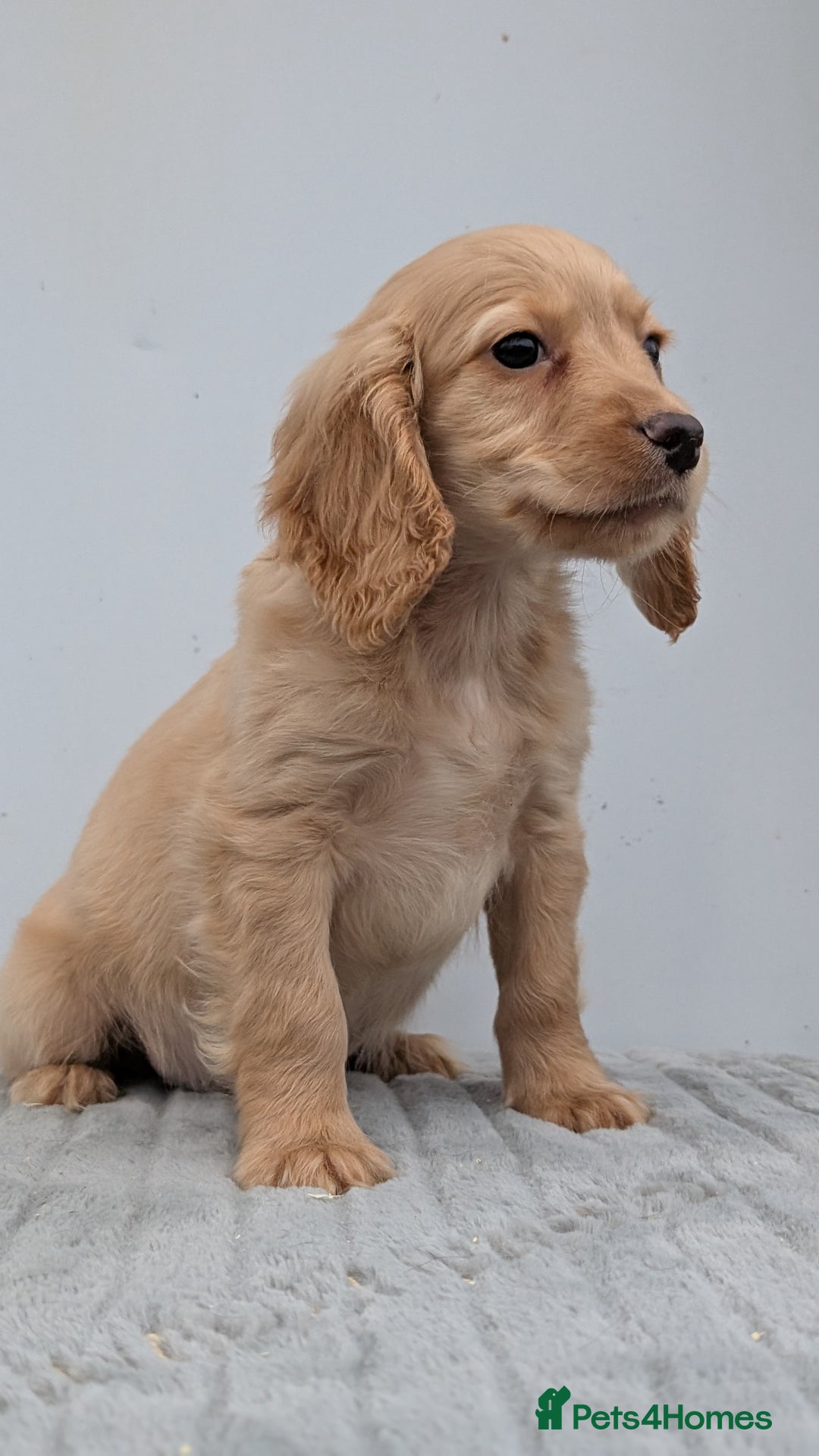 Cocker Spaniel dogs for sale: Cracking Cocker Pups - Image 14