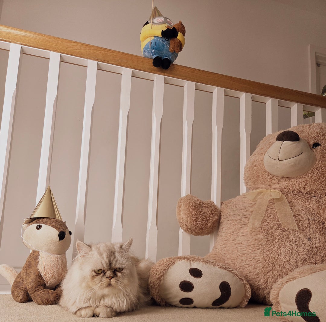 Persian cats for sale: Silvertip Chinchilla Persian- Boy & Girl Available - Advert 18