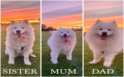Samoyed dogs for sale: Samoyed puppies KC Registered Champions Bloodline  - Image 9