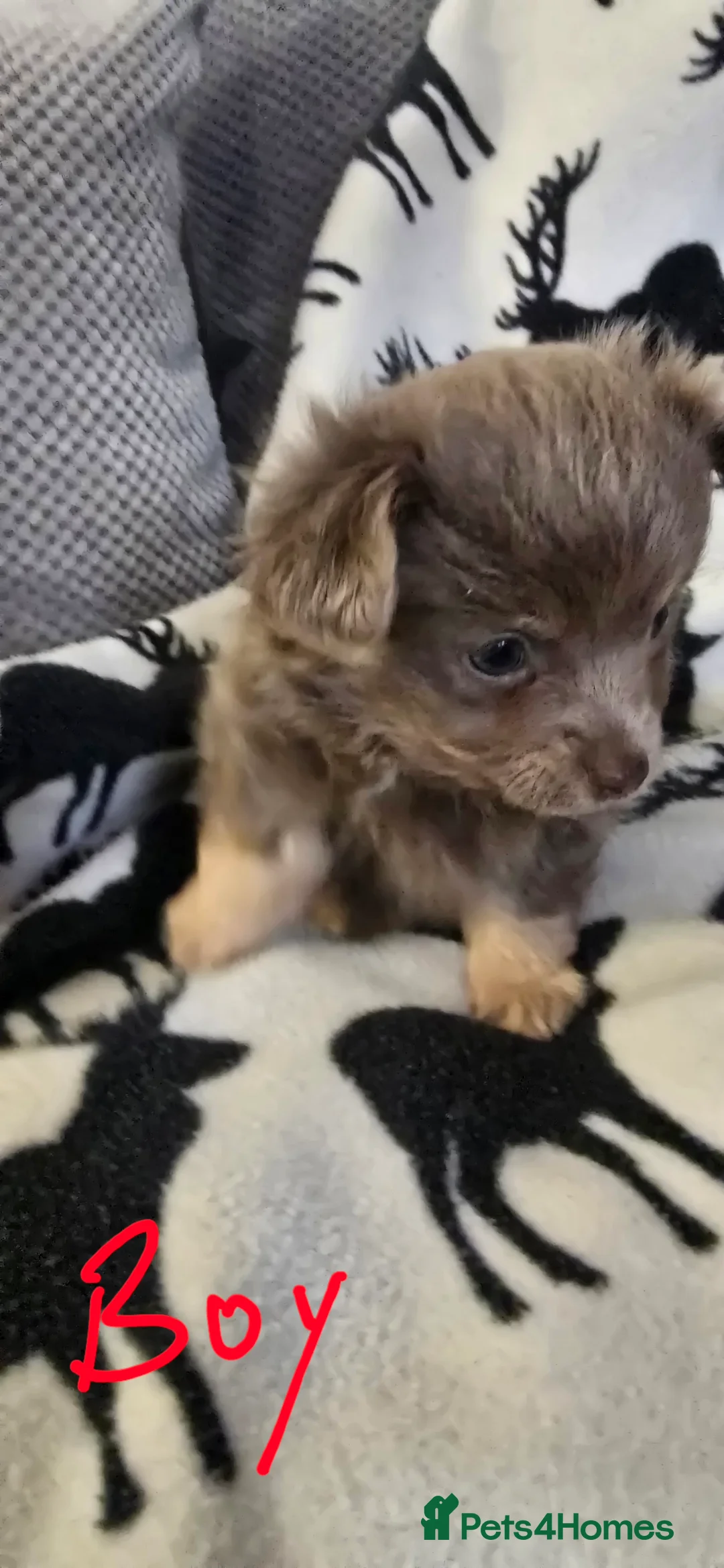 Chihuahua dogs for sale: Beautiful Chihuahua puppies  in Blackwood - Advert 7