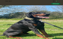 Dobermann dogs for sale: Stunning pups over 40 champions in pedigree  - Image 4