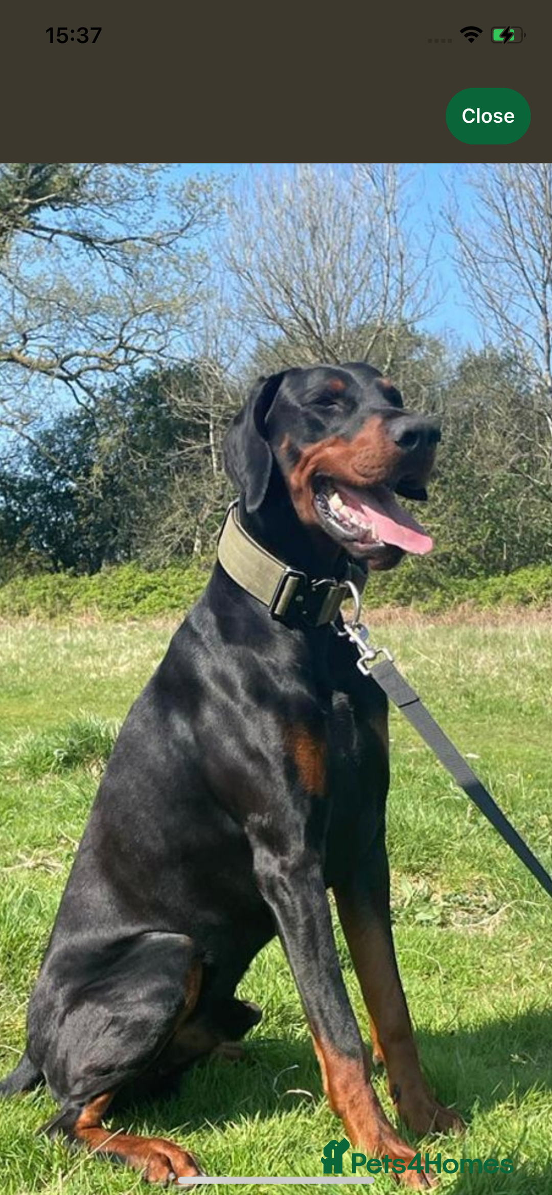 Dobermann dogs for sale: Stunning pups over 40 champions in pedigree  - Image 4