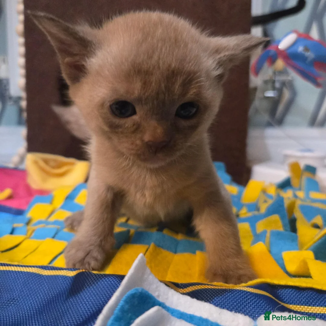 Burmese cats for sale: Outstanding Pedigree Burmese Kittens,Vet checked - Advert 40