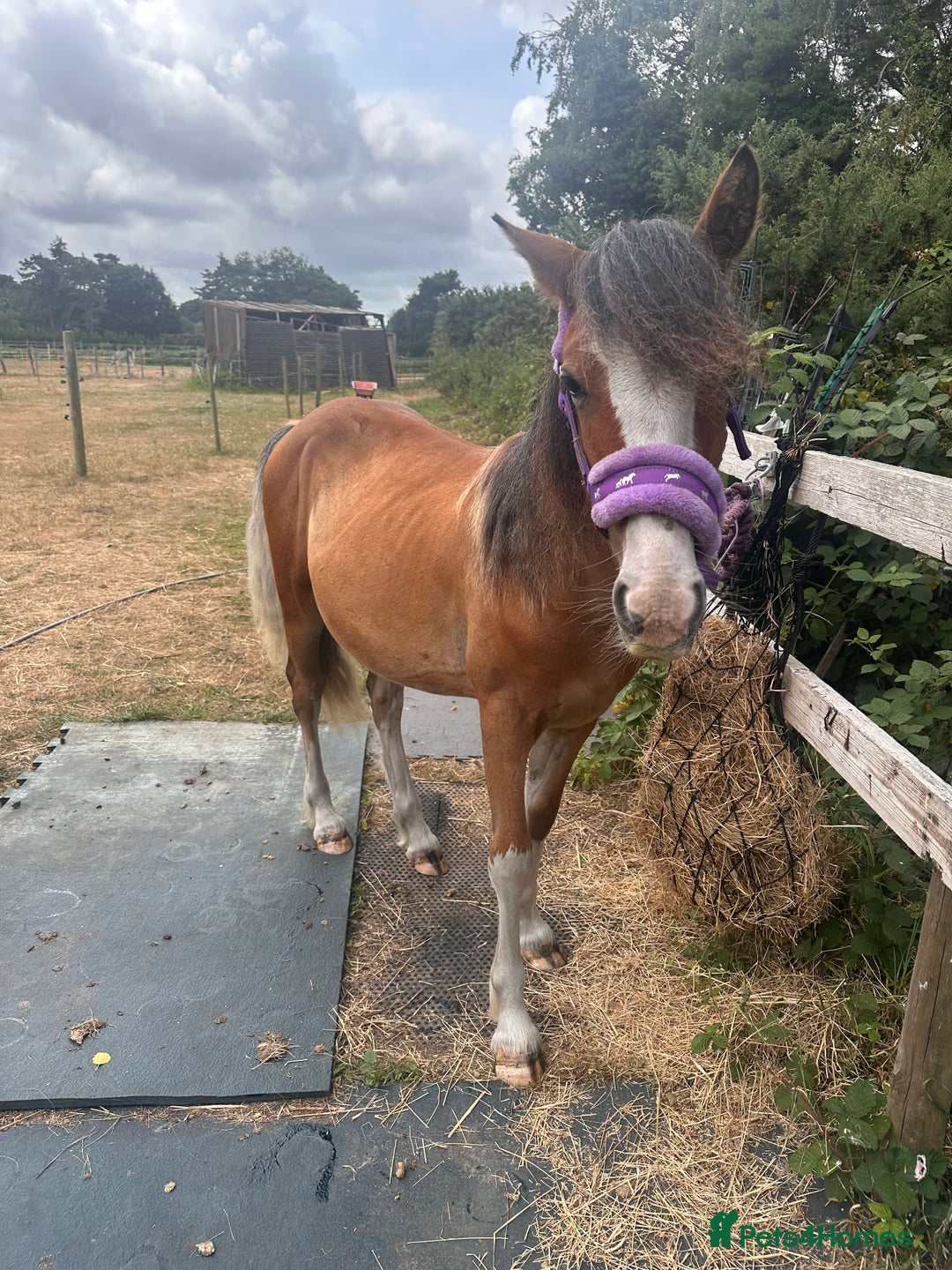 Irish Cob horses for sale: Buddy - Image 9